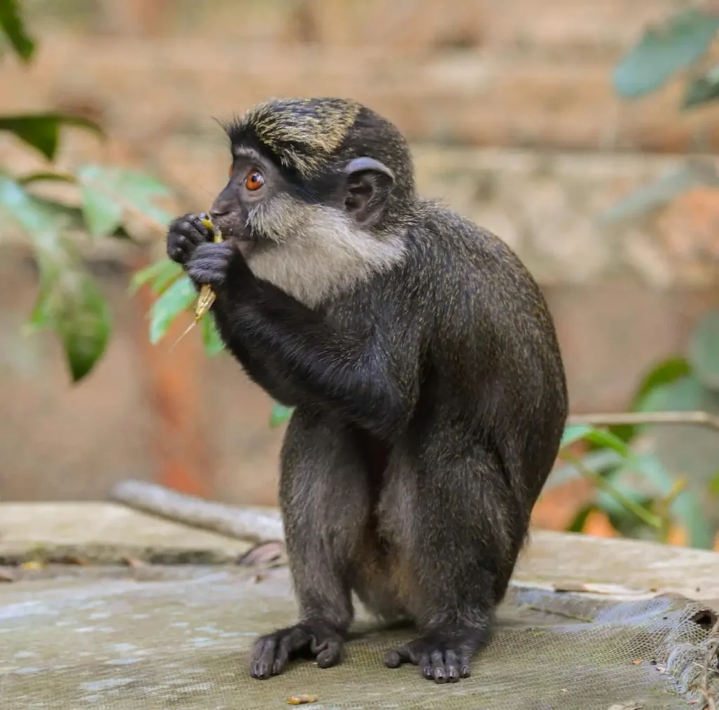 A close-up view of a red-bellied monkey eating leaves in a natural setting in Benin. Wildlife photography.